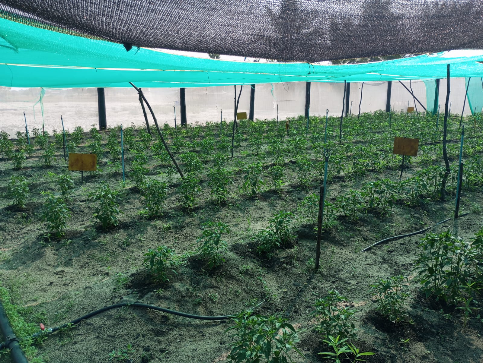 Cash Crops