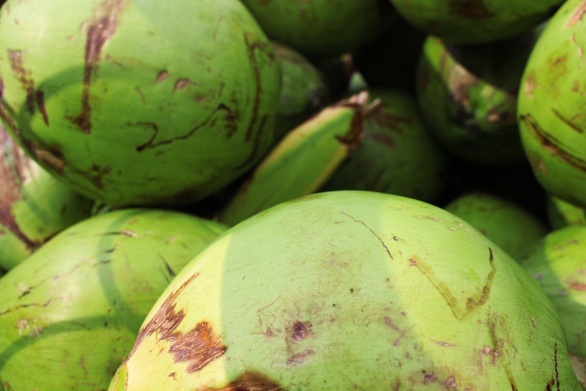 Fresh coconuts representing coconut estate products