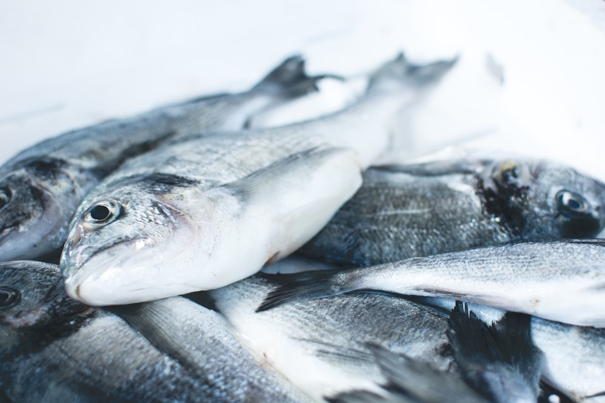 Fresh fish prepared for sustainable aquaculture supply