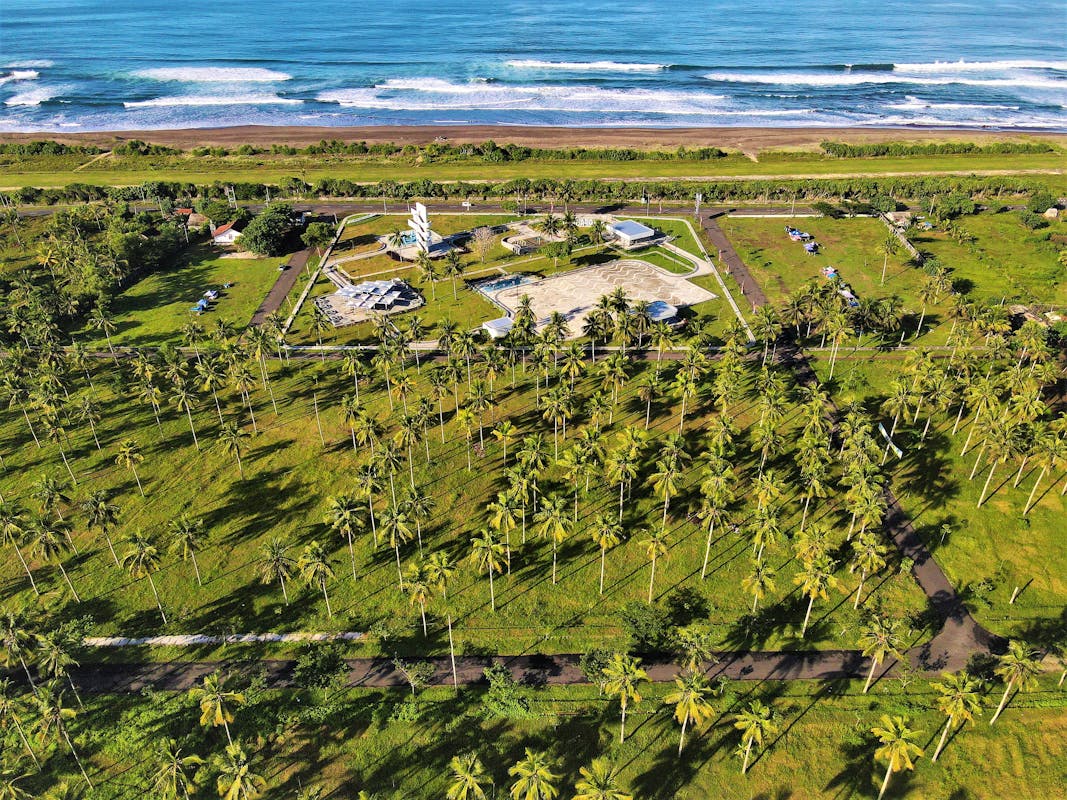 Coconut plantation viewed from above